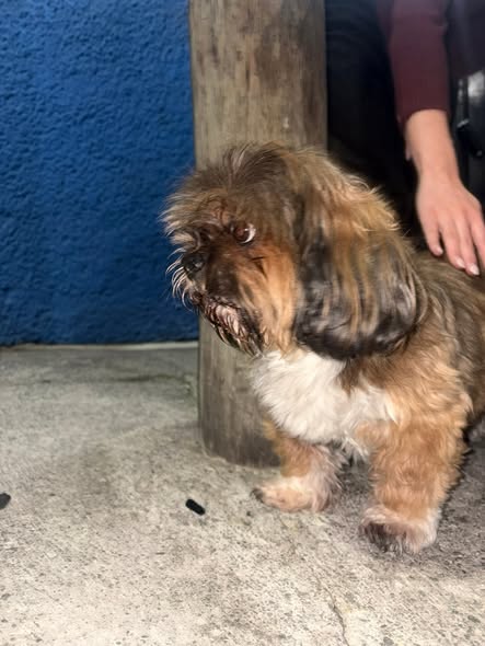 Foto del avistamiento de perro