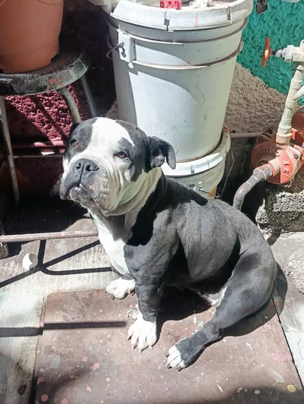 Foto del avistamiento de perro