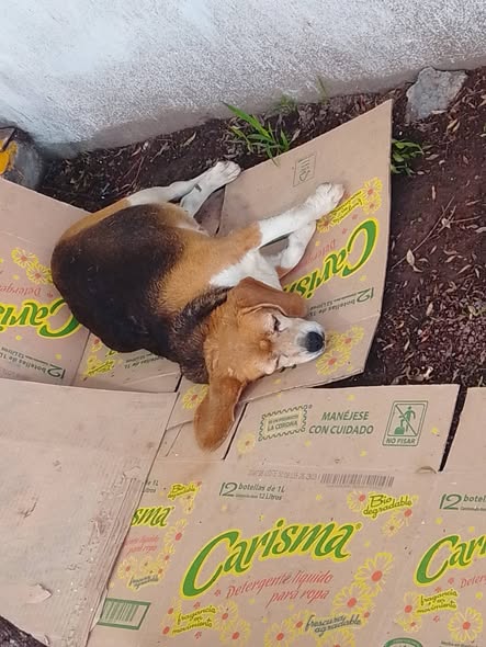 Dog sighting photo