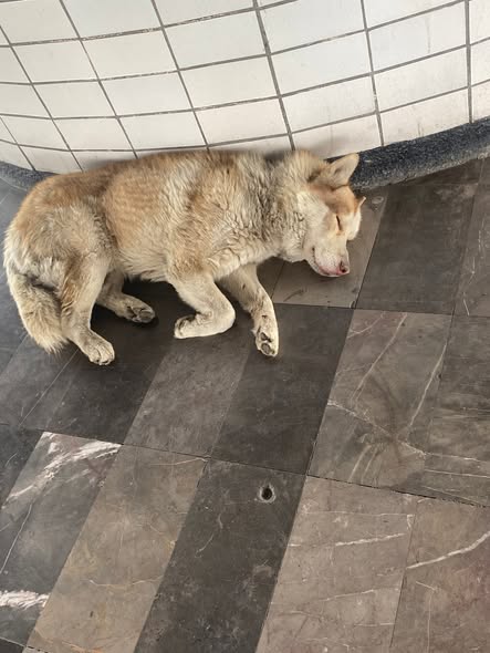 Dog sighting photo