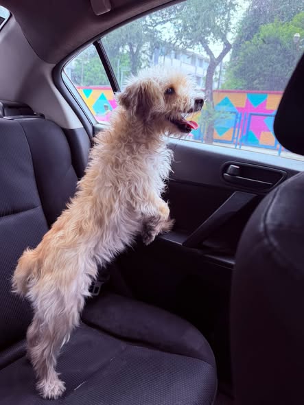 Dog sighting photo