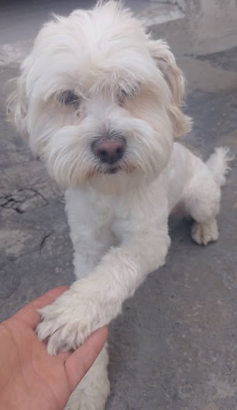 Dog sighting photo