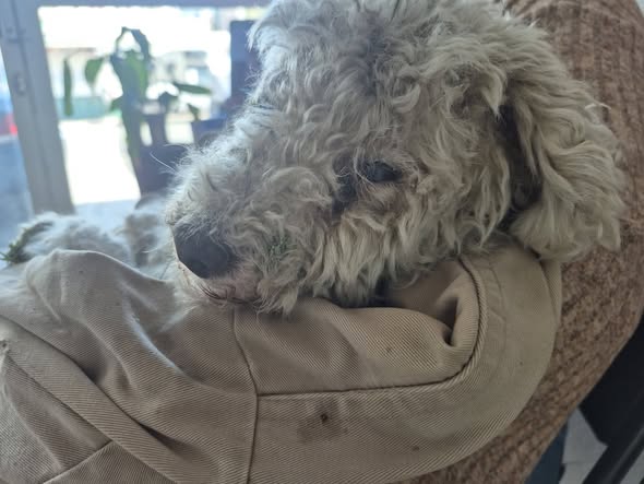 Foto del avistamiento de perro