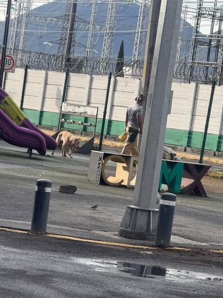 Foto del avistamiento de perro