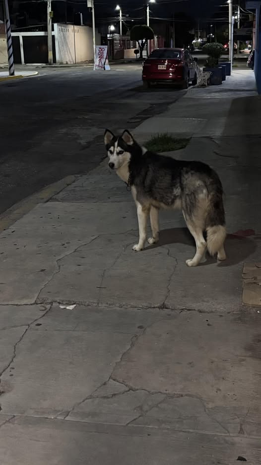 Foto del avistamiento de perro