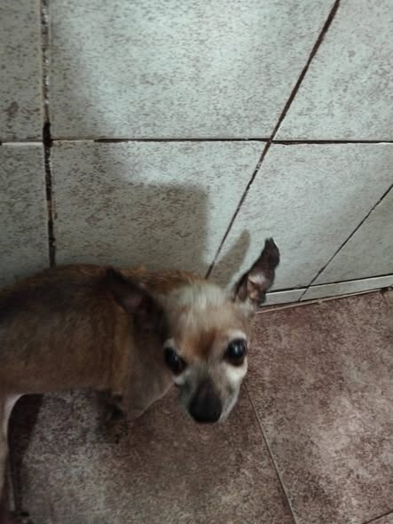 Foto del avistamiento de perro