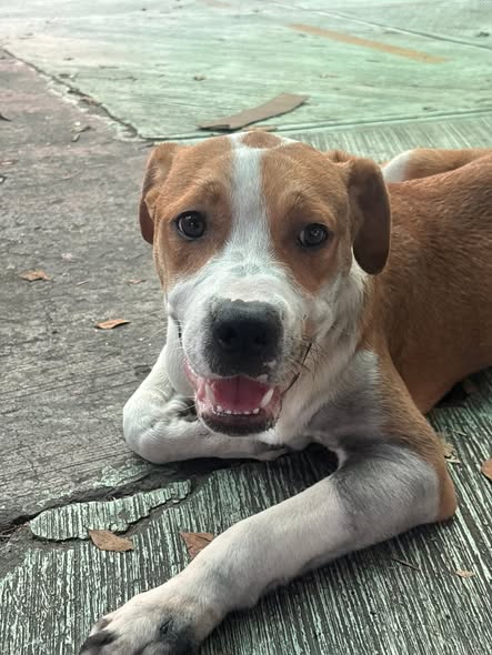 Dog sighting photo