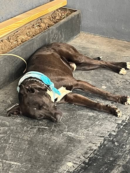 Foto del avistamiento de perro