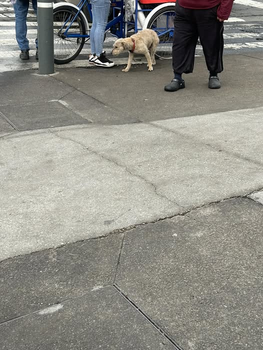 Foto del avistamiento de perro