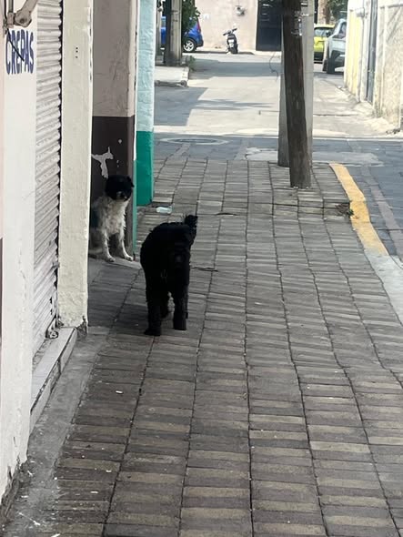 Foto del avistamiento de perro