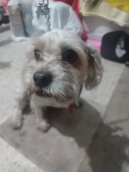 Foto del avistamiento de perro