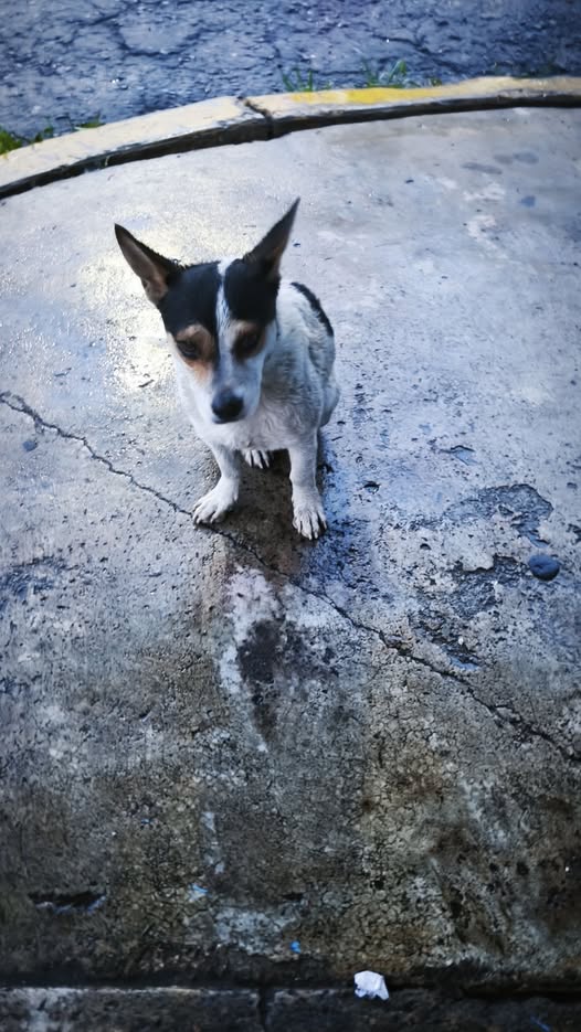 Dog sighting photo