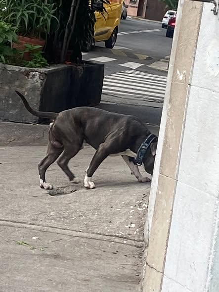 Foto del avistamiento de perro