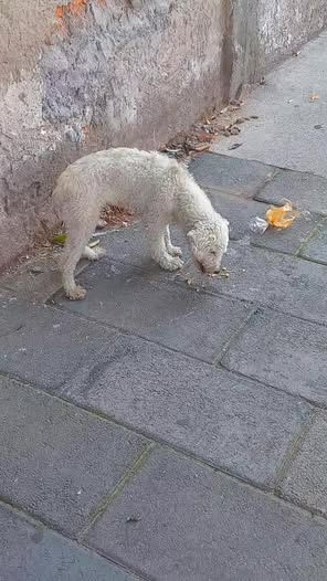 Dog sighting photo