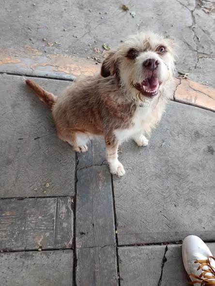 Foto del avistamiento de perro