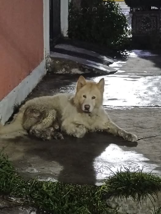 Foto del avistamiento de perro