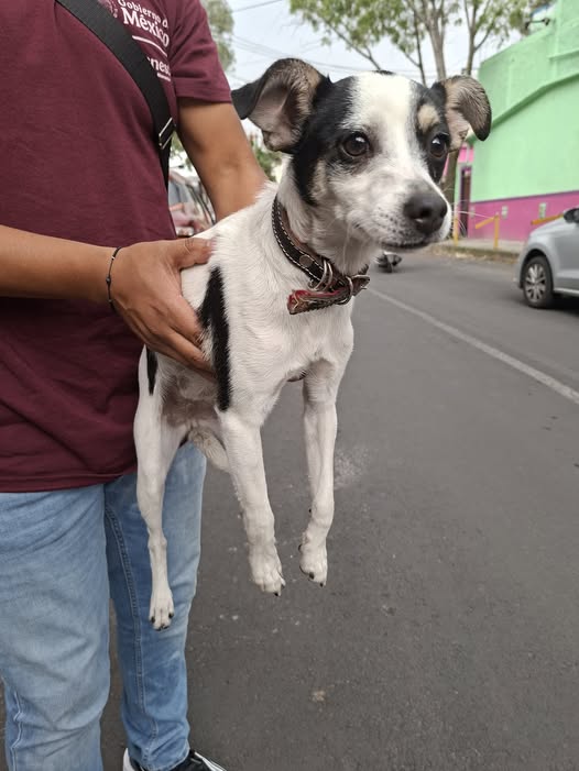 Dog sighting photo