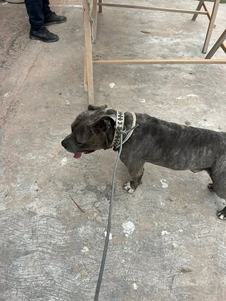 Foto del avistamiento de perro