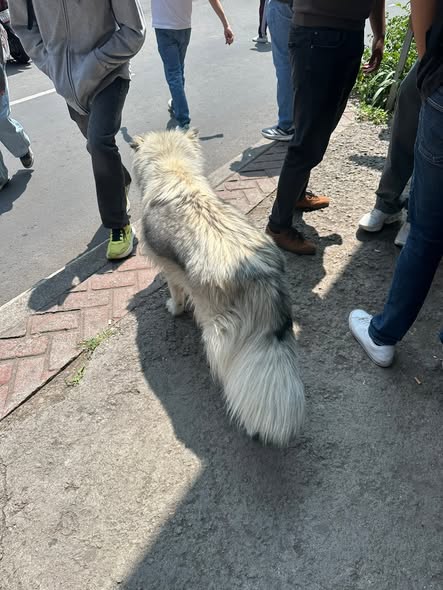 Foto del avistamiento de perro
