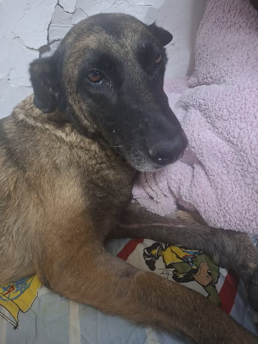 Foto del avistamiento de perro