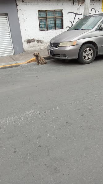 Dog sighting photo