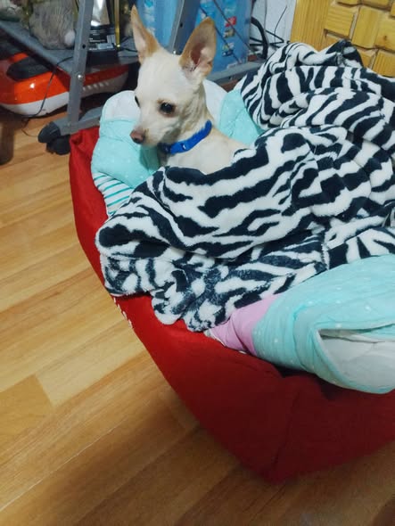 Dog sighting photo