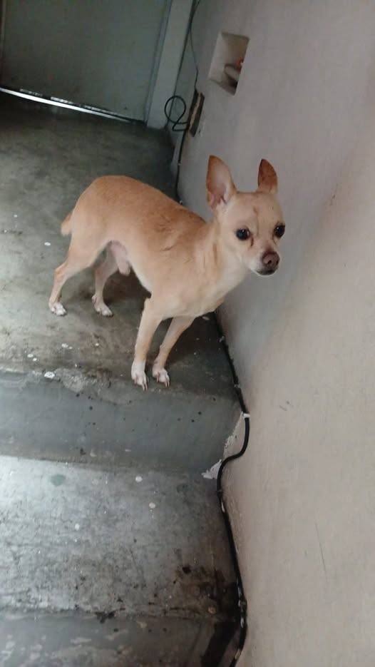 Dog sighting photo