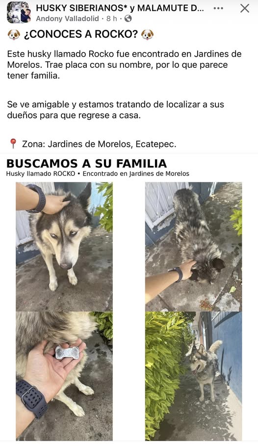 Foto del avistamiento de perro
