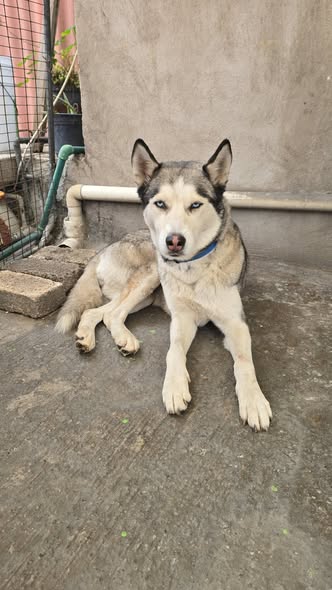 Foto del avistamiento de perro