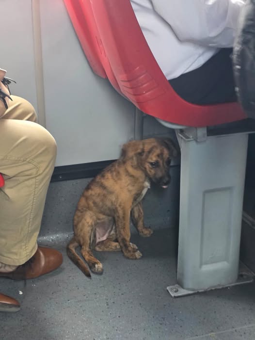 Foto del avistamiento de perro