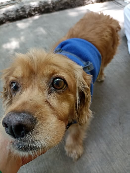 Dog sighting photo