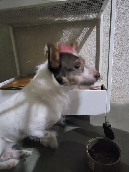 Foto del avistamiento de perro