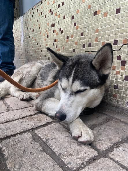 Foto del avistamiento de perro