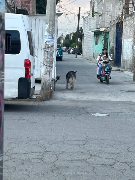 Dog sighting photo