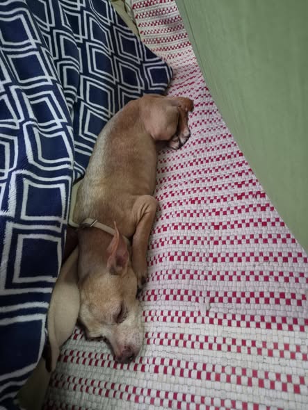 Foto del avistamiento de perro