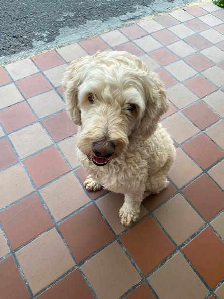 Foto del avistamiento de perro