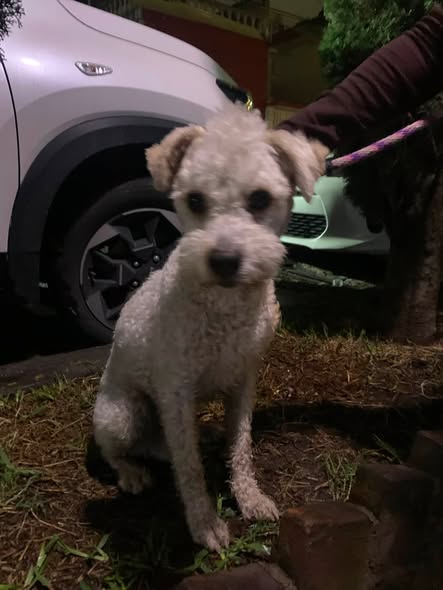 Foto del avistamiento de perro