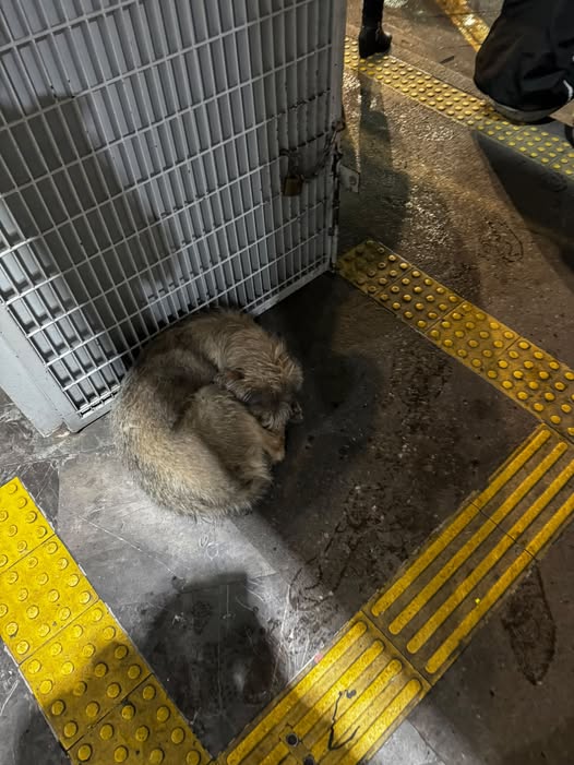Foto del avistamiento de perro