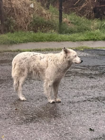 Foto del avistamiento de perro