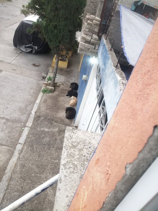 Dog sighting photo