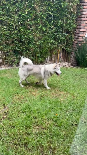 Foto del avistamiento de perro