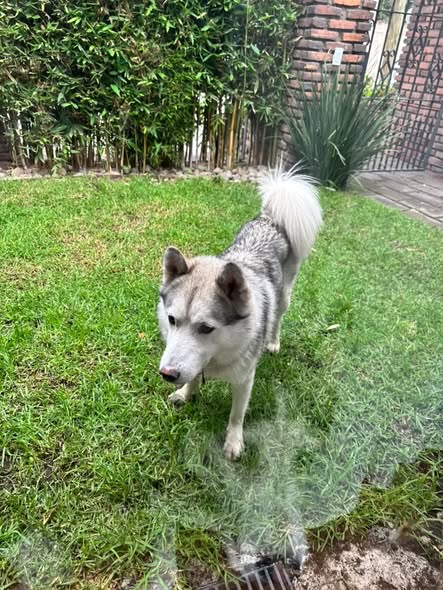 Foto del avistamiento de perro
