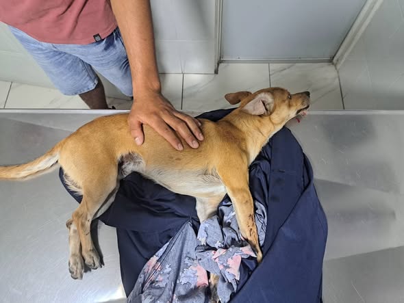 Foto del avistamiento de perro