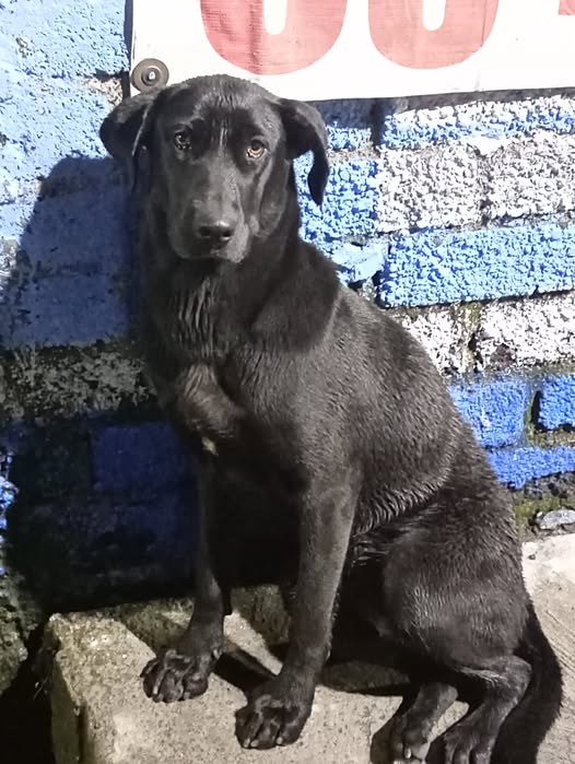 Dog sighting photo