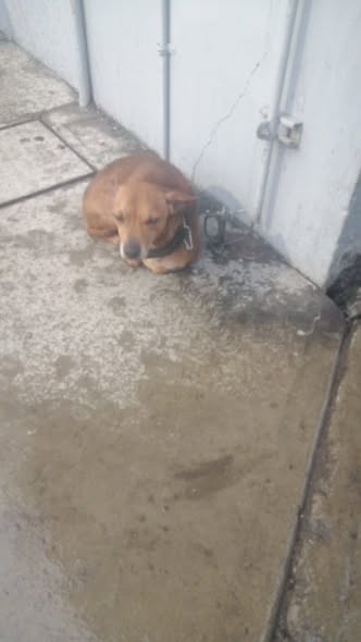 Dog sighting photo