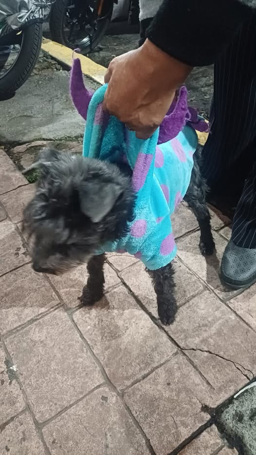 Dog sighting photo