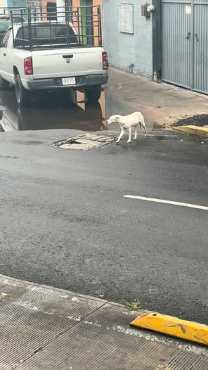 Dog sighting photo