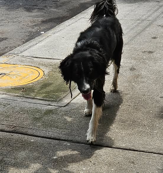 Foto del avistamiento de perro