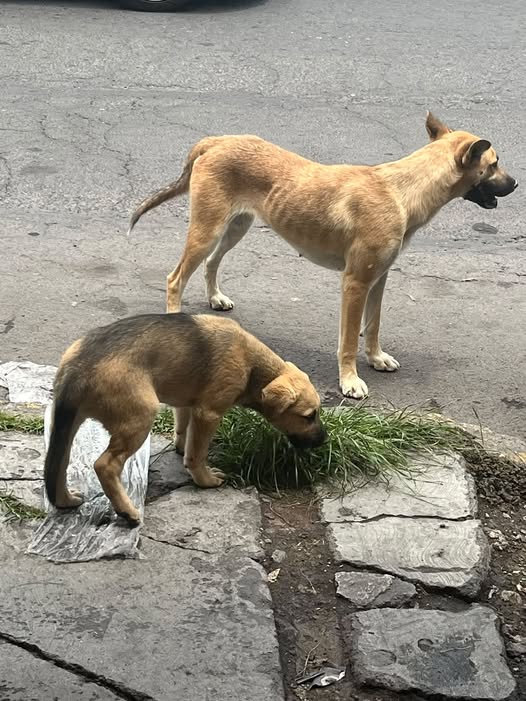 Dog sighting photo