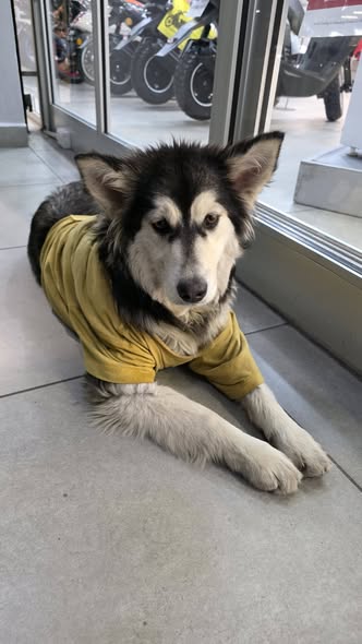 Dog sighting photo